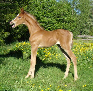 2009foal076.jpg
