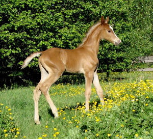 2009foalsvideo091.jpg