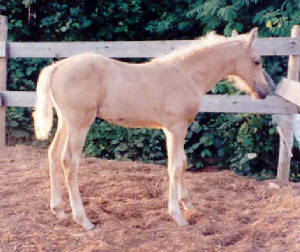 foal1.jpg
