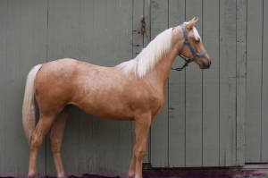 palomino.jpg