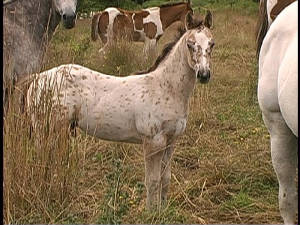 Snow's Appy colt