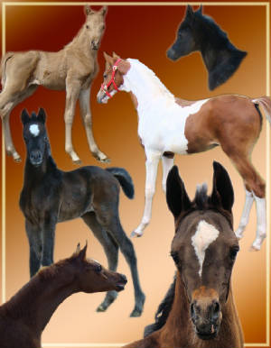 webimagefoals.jpg