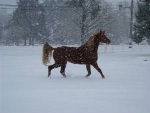 wintergold1.jpg