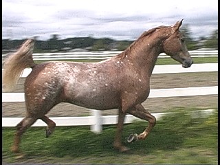 besttrot.jpg
