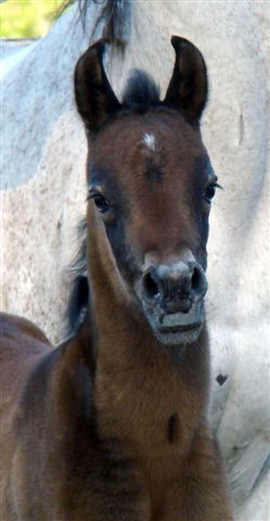 hisanifilly4.jpg